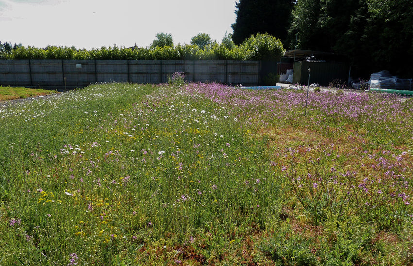 Green Roof Supplies