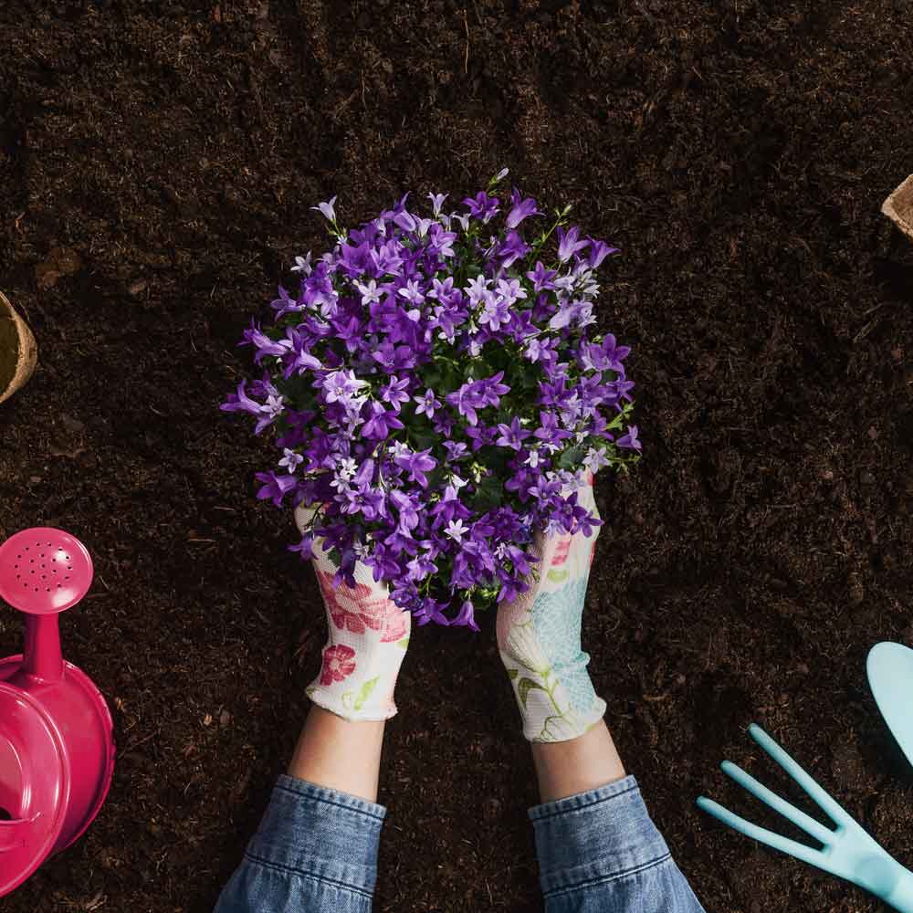 Dandy's Multi Purpose Organic Compost - Trusted Building Supplies