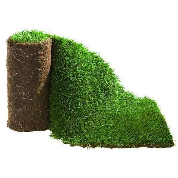 Dandy's Garden Lawn Turf - 1m2 - Trusted Building Supplies