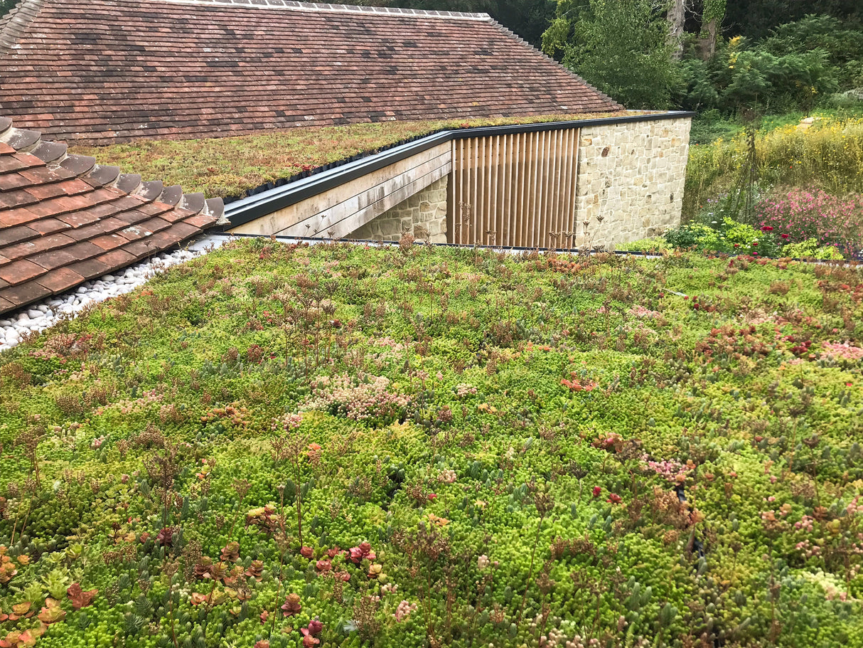 GrufeKit Sedum & Wildflower Green Roof Module - 540mm x 540mm - Trusted Building Supplies