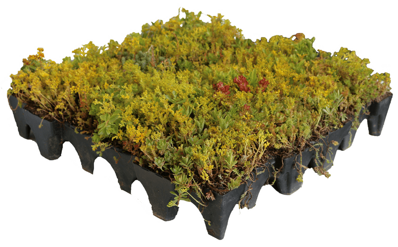 GrufeKit Sedum Green Roof Module - 540mm x 540mm - Trusted Building Supplies