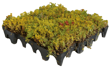 GrufeKit Sedum Green Roof Module - 540mm x 540mm - Trusted Building Supplies