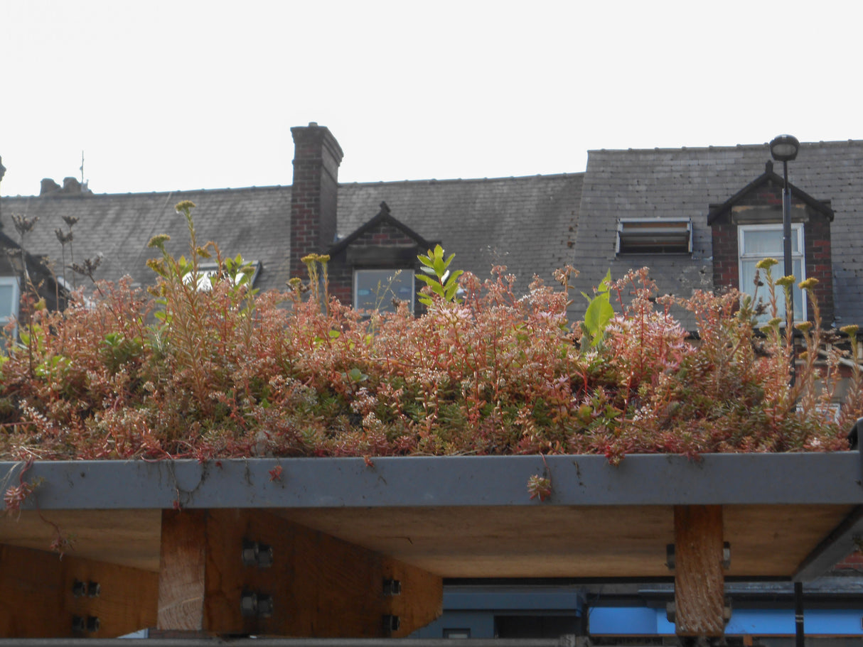 GrufeKit Sedum & Wildflower Green Roof Module - 540mm x 540mm - Trusted Building Supplies