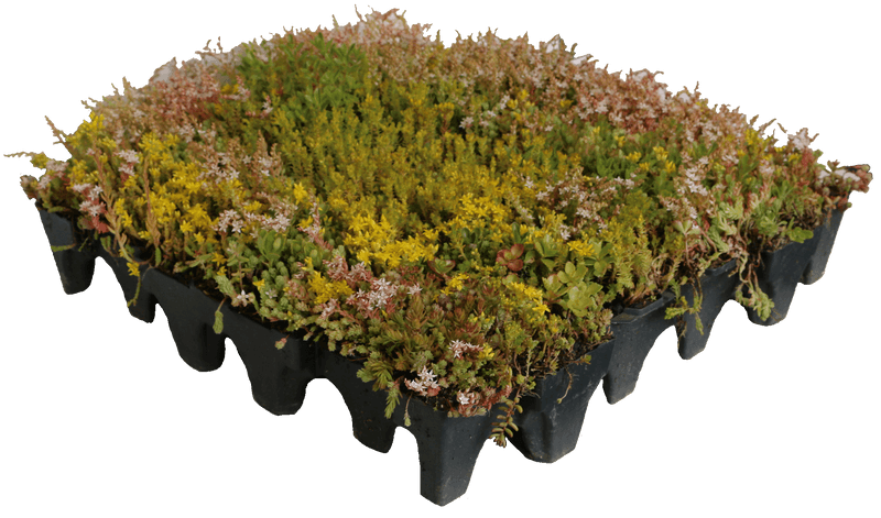 GrufeKit Sedum & Wildflower Green Roof Module - 540mm x 540mm - Trusted Building Supplies