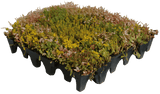 GrufeKit Sedum & Wildflower Green Roof Module - 540mm x 540mm - Trusted Building Supplies