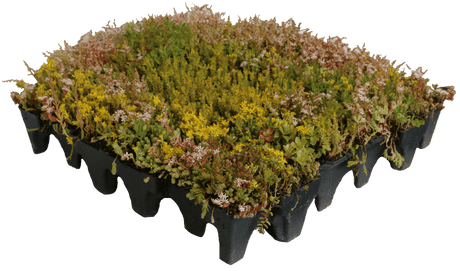 GrufeKit Sedum & Wildflower Green Roof Module - 540mm x 540mm - Trusted Building Supplies