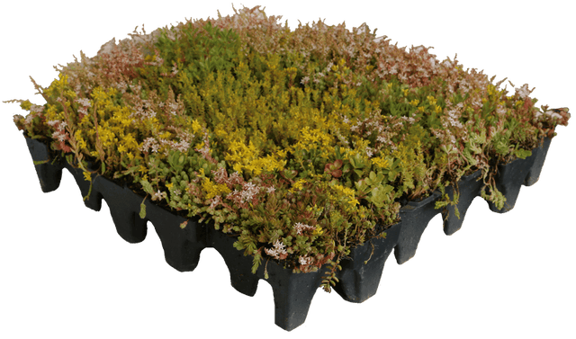 GrufeKit Sedum & Wildflower Green Roof Module - 540mm x 540mm - Trusted Building Supplies